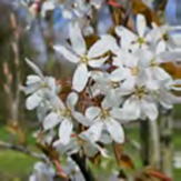 Tak met grote witte bloemen