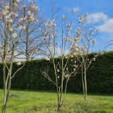 3 Boompjes met witte bloemen