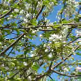 Tak met bladeren en kleine witte bloemetjes