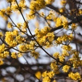 Bruine takken met gele bloemetjes
