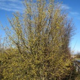 Hoge struik met bruine takken en kleine gele bloemetjes