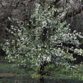 Hoge struik met bruine takken en witte bloemetjes